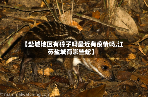 【盐城地区有獐子吗最近有疫情吗,江苏盐城有哪些蛇】-第3张图片